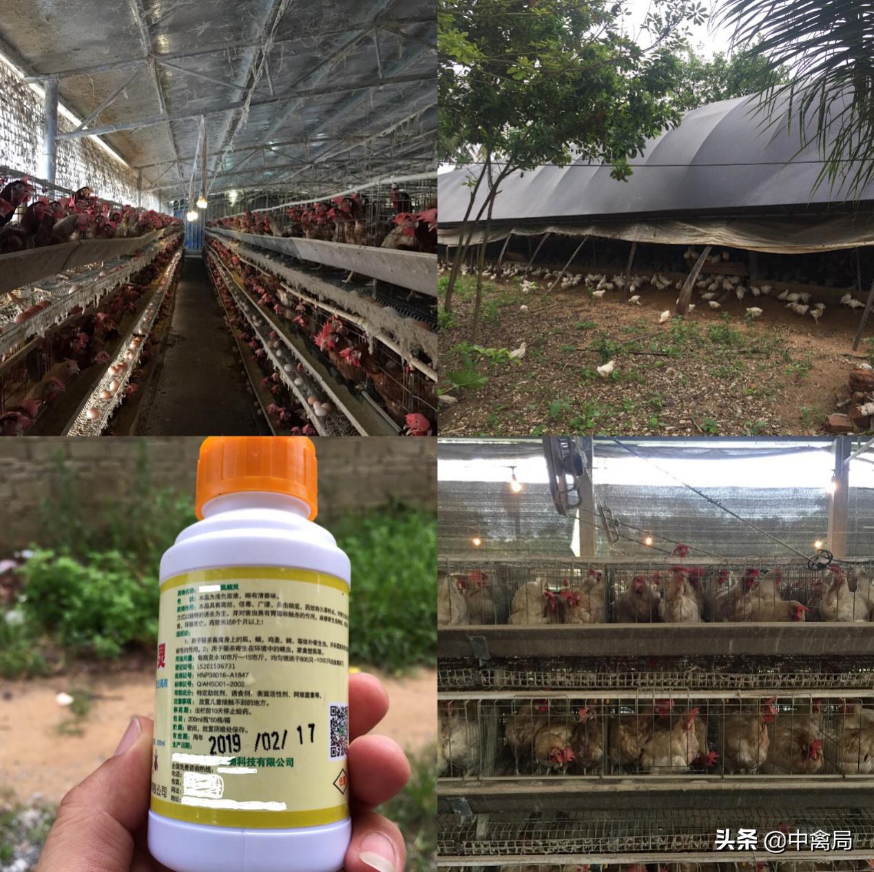 鸡虱子咬人的症状,鸡得了虱子怎么办