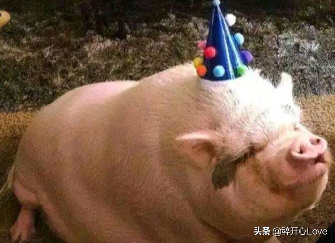 猪一辈子不杀能活多少年,猪一辈子不杀到底能长多大