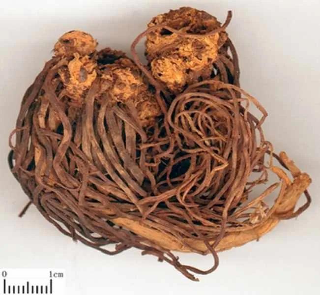 中药古今研究姜黄,中药古今研究苍耳子