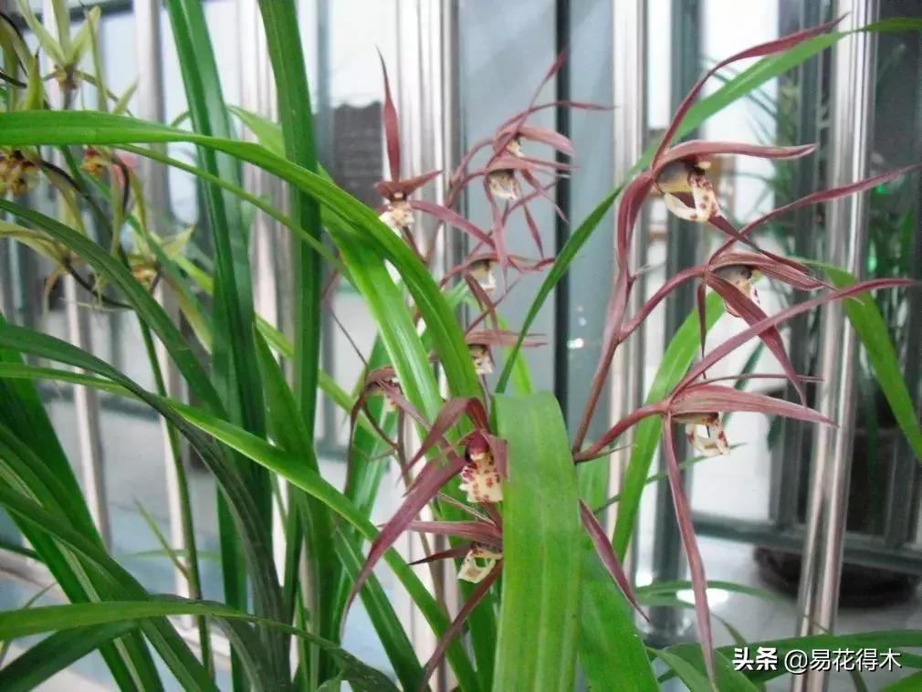 兰花春兰四大名品,兰花十大名品是哪些