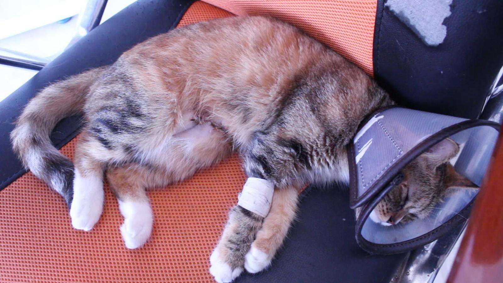 母猫子宫蓄脓的猫可以绝育吗,铲屎官为什么要给猫做绝育手术