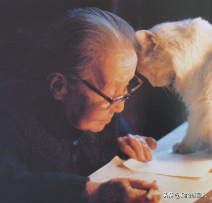 猫的魅力有多大？就连著名作家冰心奶奶也是资深“猫奴”