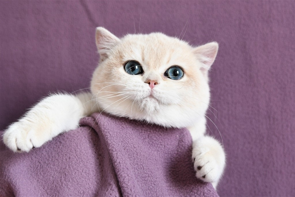 铲屎官熬夜怎么让猫咪乖乖睡觉,猫咪晚上不睡觉铲屎官该怎么办