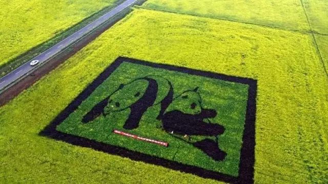 半个月后成都即将美翻全国，17处美景玩转整个春天！