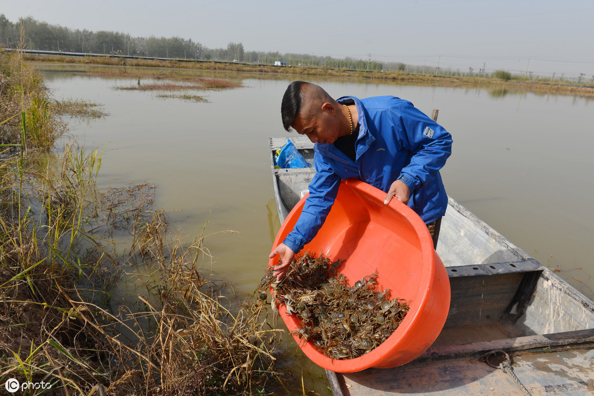 养殖河蟹的条件和方法是什么,正确放苗是河蟹养殖成功的第一步