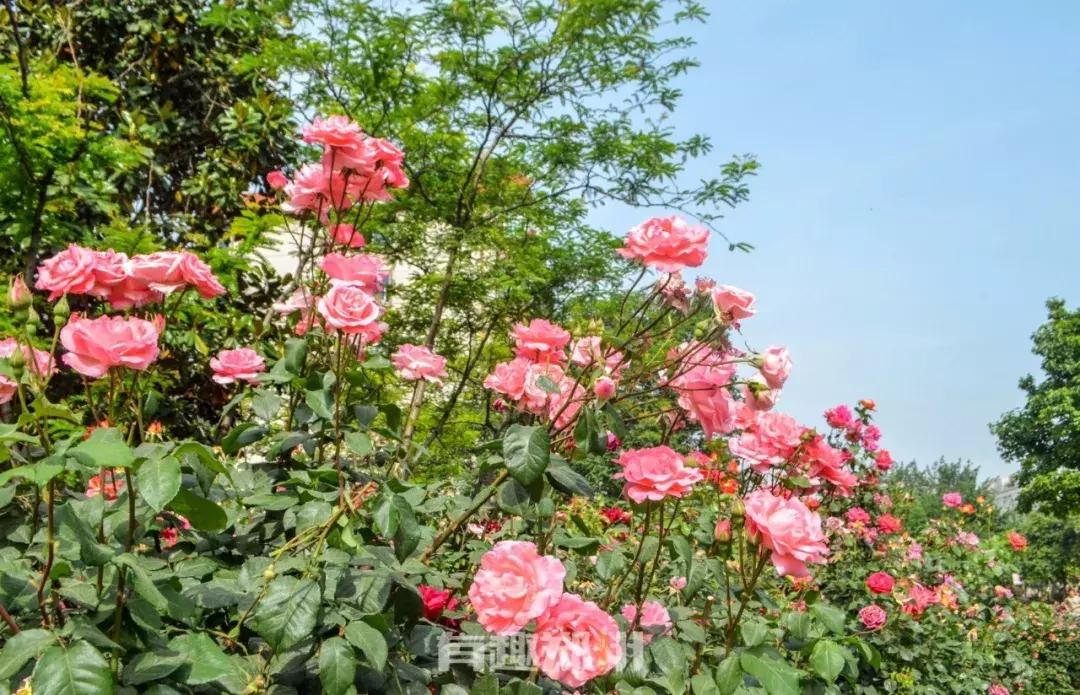 郑州地铁五号线游玩攻略秋季,郑州地铁与5号线沿途有哪些景点