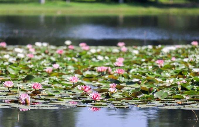 唐朝皇城“大明宫”,作为三大宫之一,它到底有多“牛掰”?