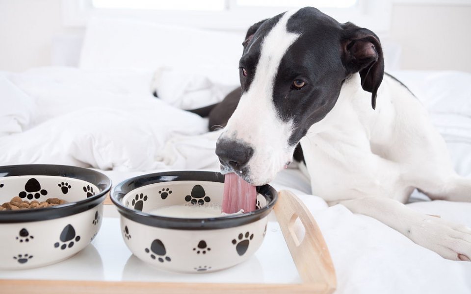 狗子对肉过敏,狗子狗粮过敏怎么办