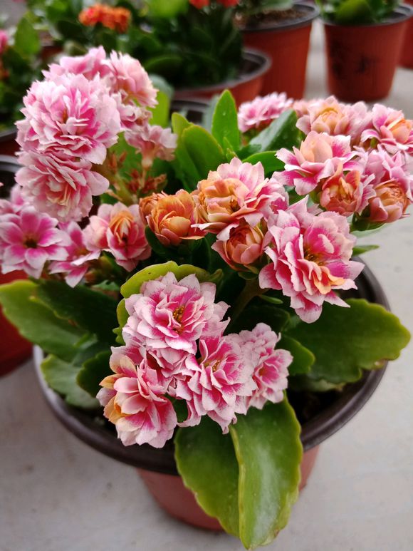 养花草叶子蔫了怎么办,养了3年的长寿花如何养护