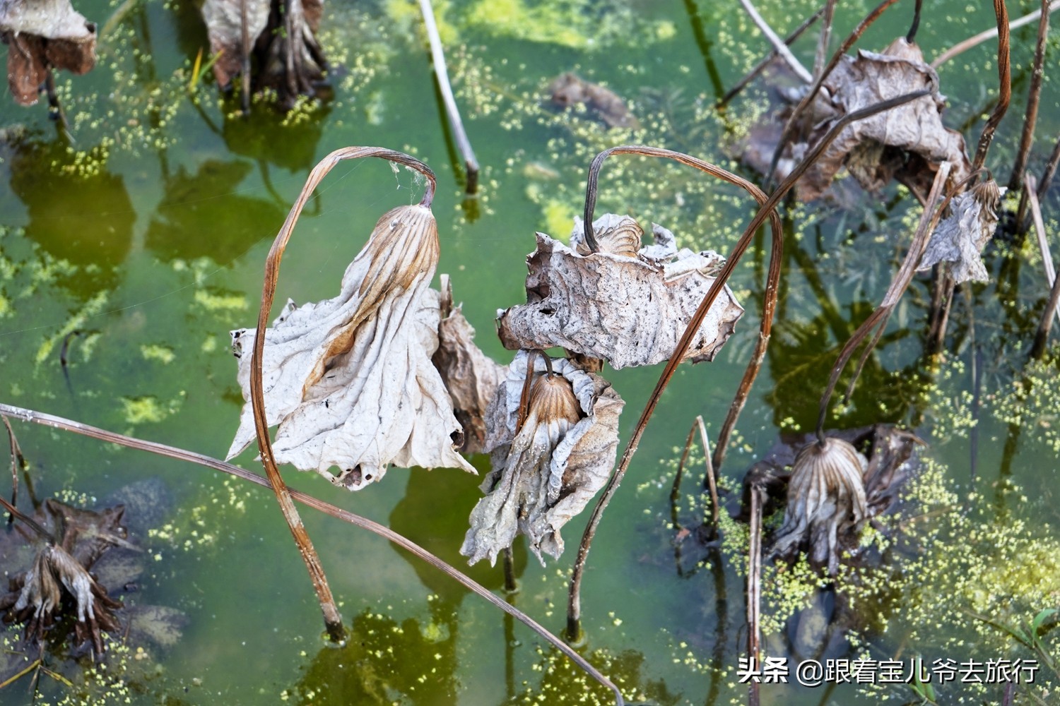 南京燕雀湖水杉林,南京秋天水杉林