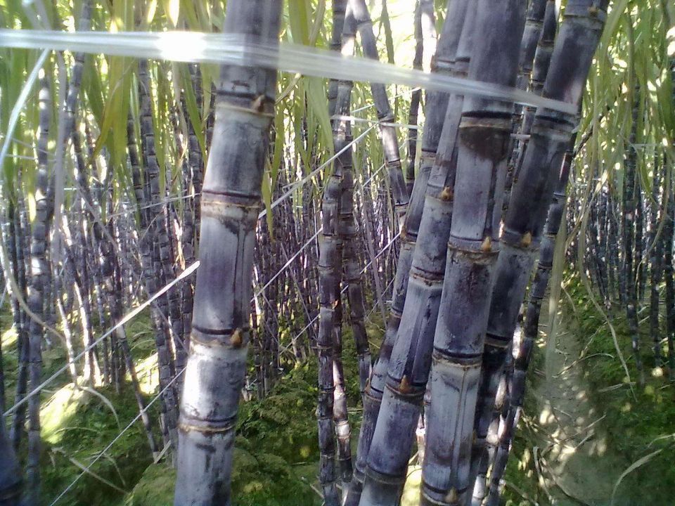 哪里的黑皮甘蔗产量最高,南方黑皮甘蔗什么品种好