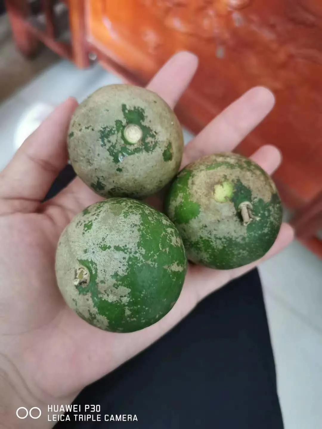 柑桔白癞病，小心你的果园中招