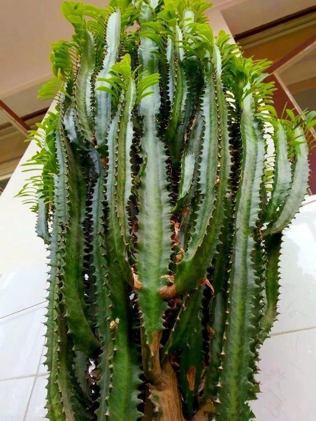 5种霸气花，个个“丑八怪”却吉利镇宅，丢在角落不管，一样爆棚