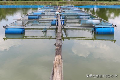 泥鳅养殖现在做什么最赚钱,如何养殖泥鳅创业