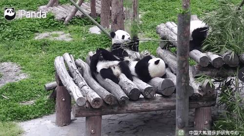 国内可以看熊猫吗,看熊猫要到哪里看