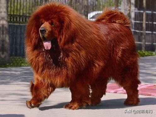 亚洲最强战力,十大猛犬之外的猛犬