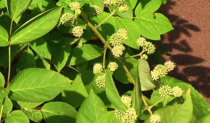樱桃小丸子不能错过的美食,日本美食章鱼小丸子