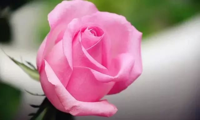 一万年一次的2020520;一起认识100种玫瑰~别送错啊