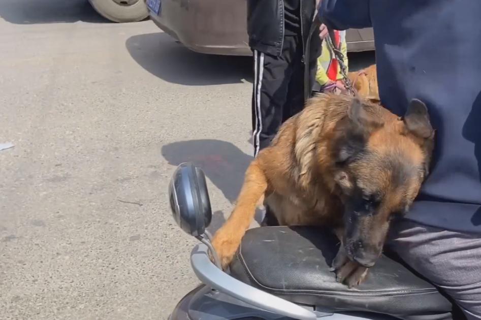 狗主人完全控制不住德牧,德牧犬遛狗回来一直趴在地上