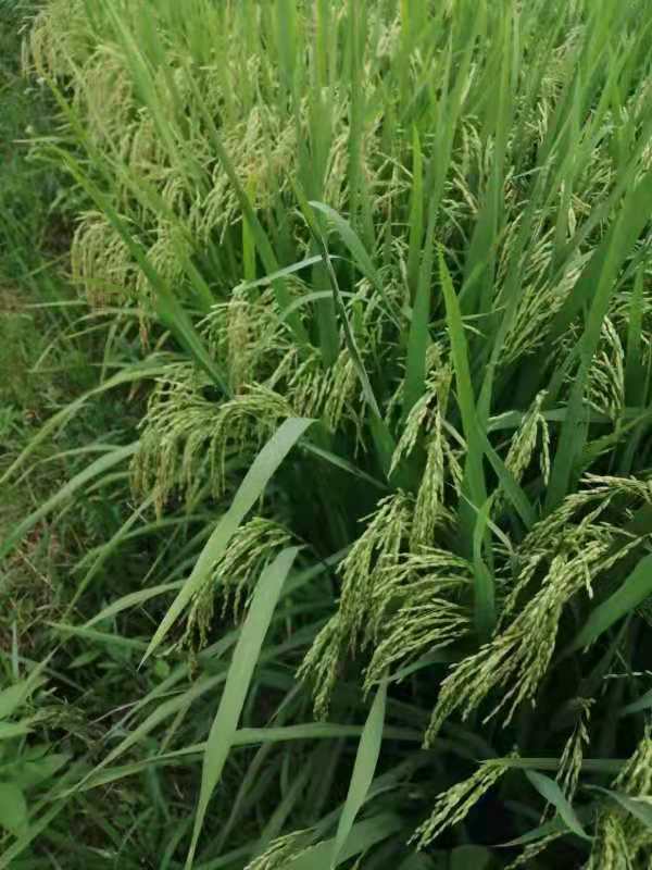 你家乡的粮食增产了吗,你家乡的小麦还有穗吗