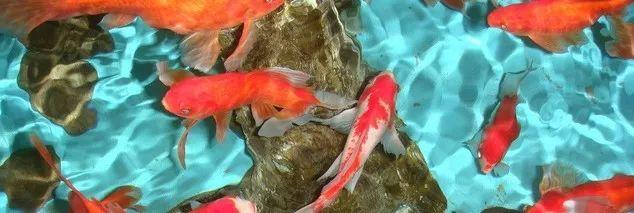 养鱼这么多年，是否还在为流量扬程排气量等困扰？