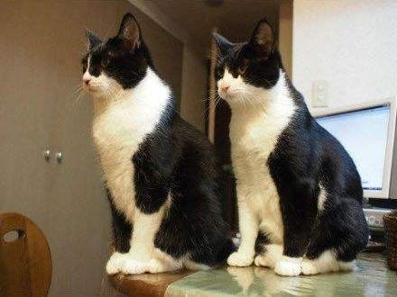 七种中华田园猫中哪种猫最便宜,中华田园猫12个品种图小奶猫