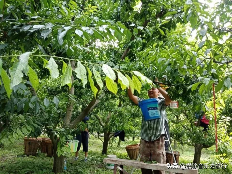 汶川三宝有哪些,汶川三宝市场枇杷