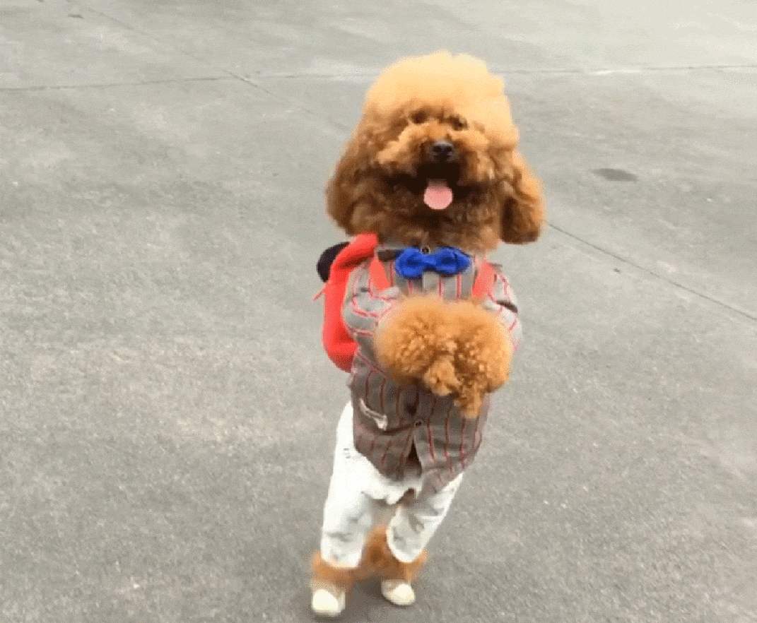 饲养贵宾的6大禁忌,养贵宾犬注意事项