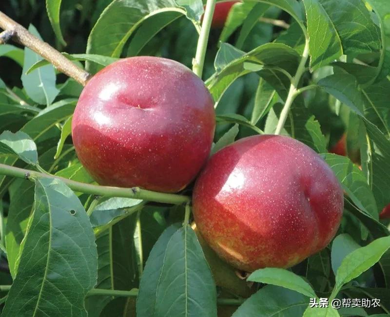 又脆又甜的油桃真好吃,油桃脆甜多汁爽口