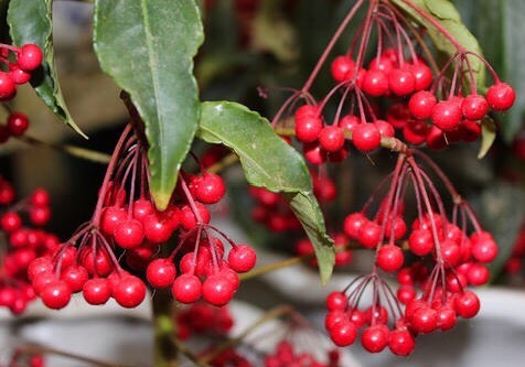 适合一年四季懒人养的绿植,这些绿植养在家里高级又实用