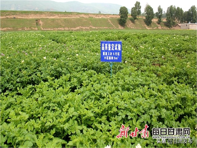 王一航：与农民一起扶犁37年马铃薯育种世界称王