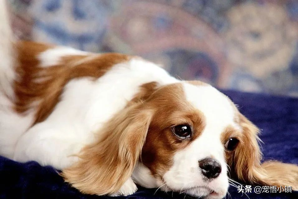 网上买狗狗有芯片能造假吗,网上高价买狗狗靠谱吗