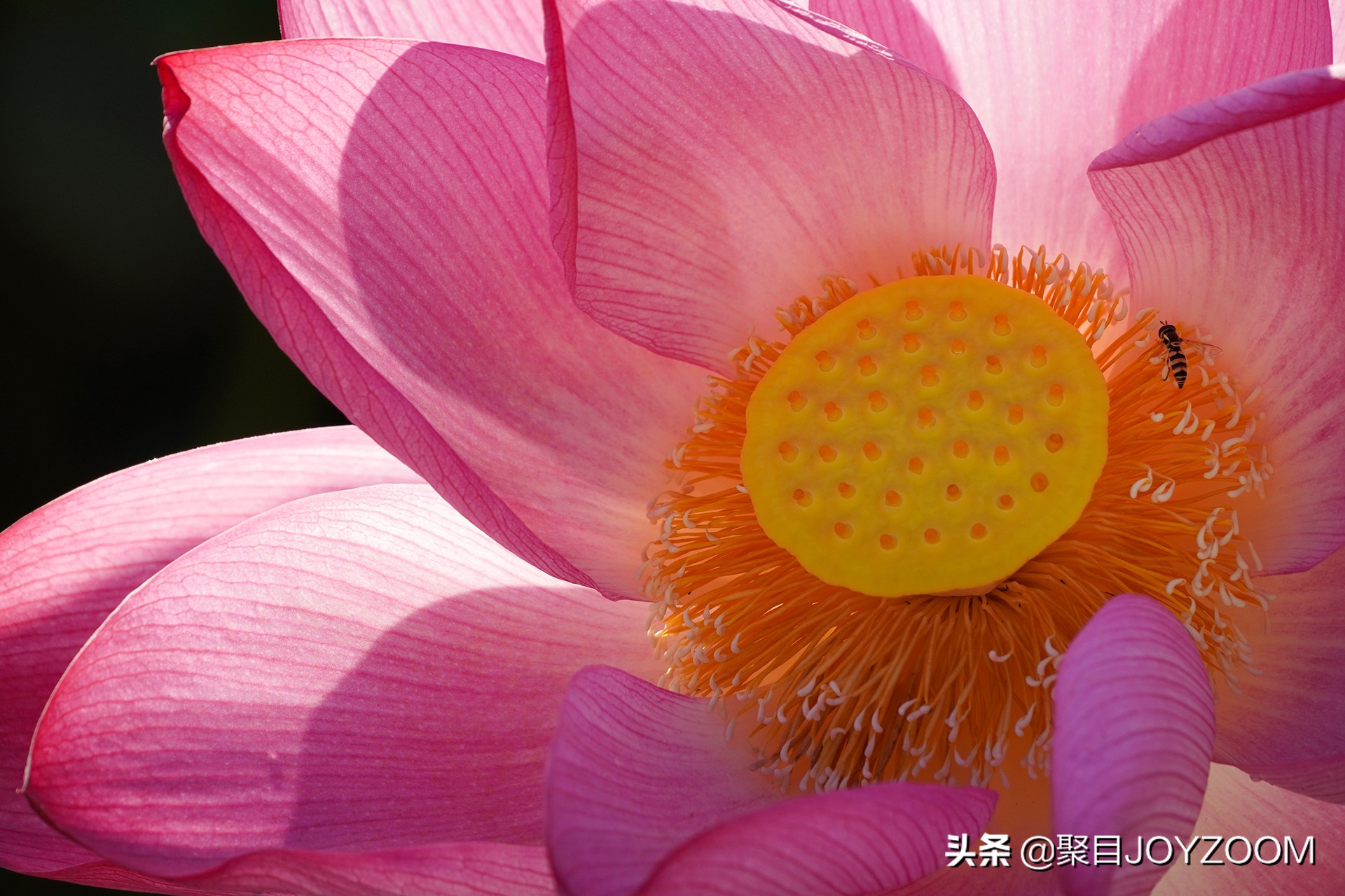 索尼6600d上架时间,索尼a6600什么时候发售