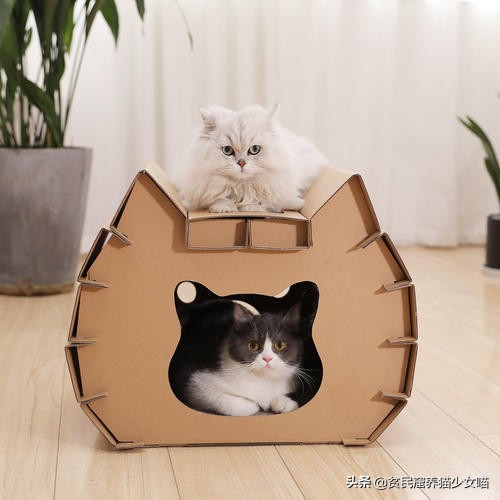 猫咪必备玩具排行榜,猫咪最爱的7款玩具