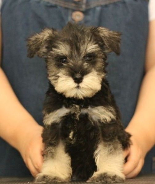 小北京犬宠物狗品种图片大全,常见宠物狗的品种大全及图片