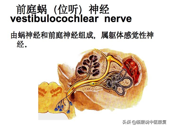 中枢神经系统断层解剖讲解,中枢神经3d解剖动画