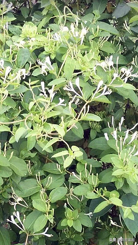 最惊艳的金银花,香气四溢的金银花