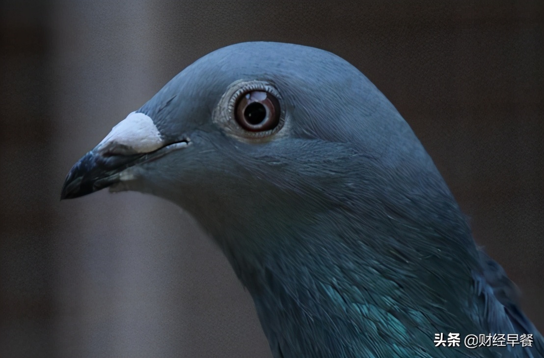 百亿赛鸽,上亿奖金赛鸽