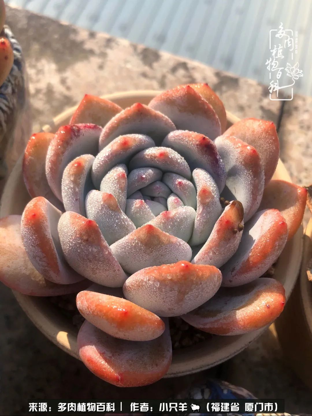 多肉像葡萄一样,多肉像铃兰一样