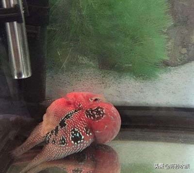 观赏鱼失鳔病治法,观赏鱼失鳔是什么原因