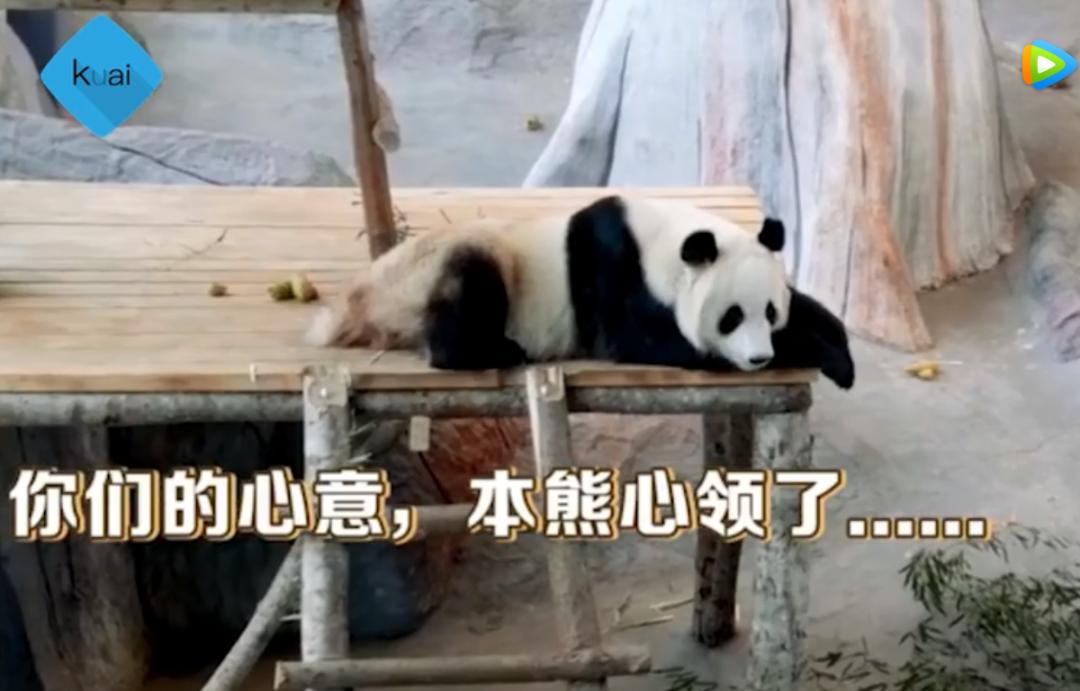 外国人为什么这么喜欢大熊猫呢,外国人究竟有多爱大熊猫