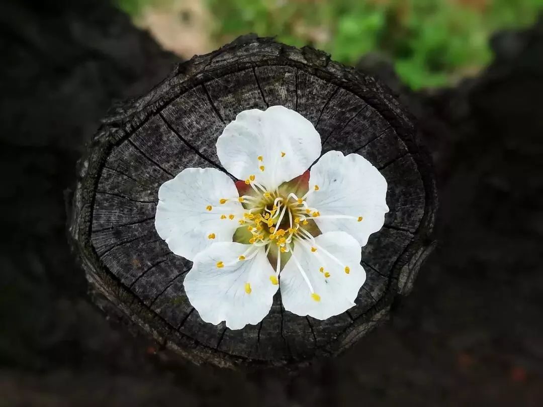 清明过后天空就明净了,今日清明万物生长清洁明净