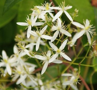 全身美白产品推荐ve粉,美白肌肤全身产品