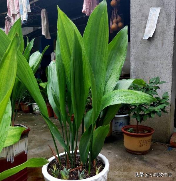 除甲醛绿植第一名又好养,除甲醛最有效果的绿植