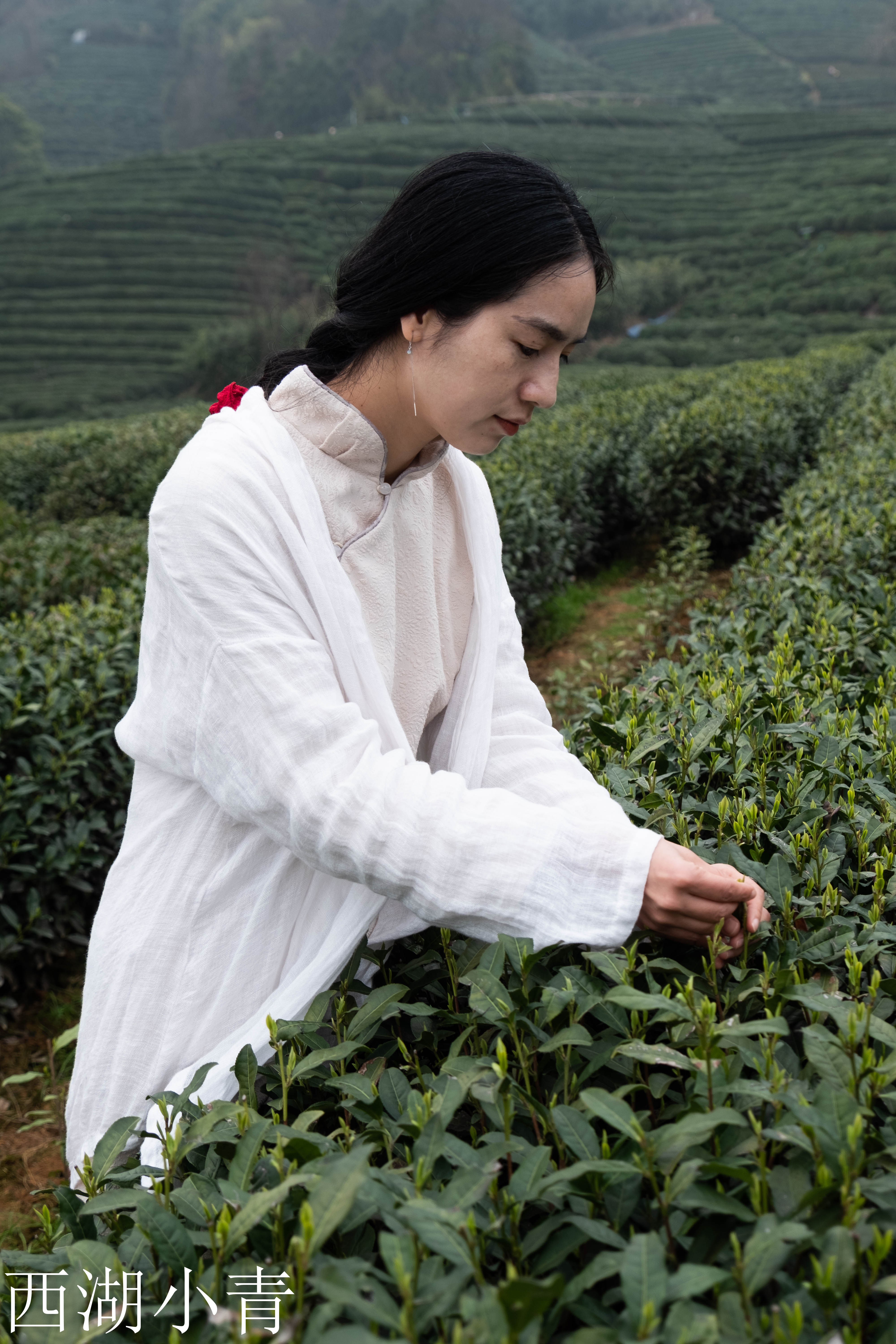 西湖龙井春茶季,龙井茶西湖明前春茶