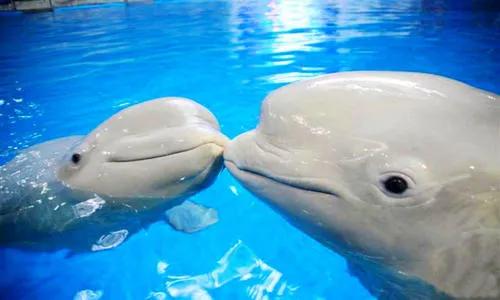 青岛极地海洋馆到底值不值得去,青岛极地海洋馆怎么样值得去吗