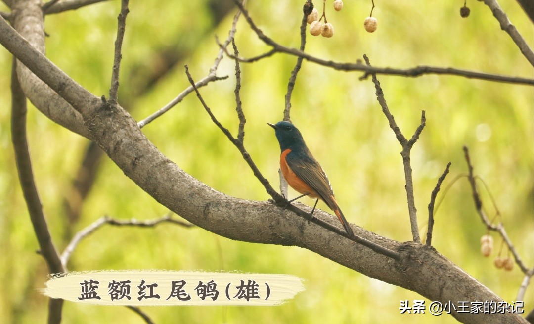 国际爱鸟日天桥岭,国际爱鸟日