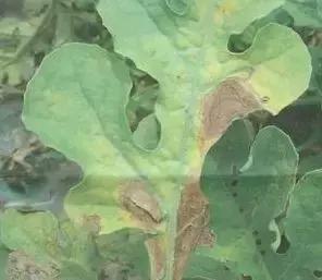 瓜类病害治疗药,瓜类主要病害有哪五条