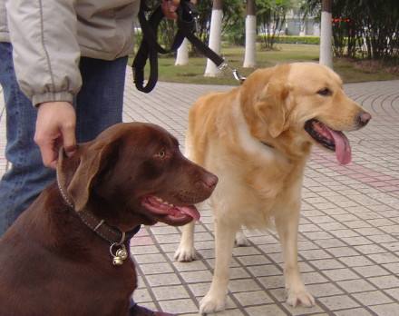 最不像双胞胎的双胞胎狗狗,你能分清这5对相似的狗狗吗