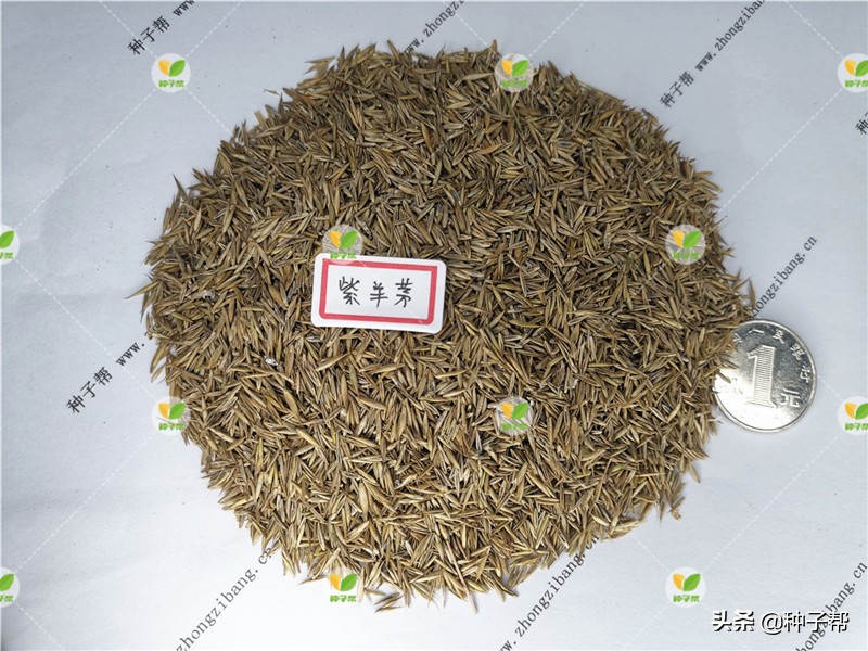 混播草坪哪种最好,什么草坪品种适合混播